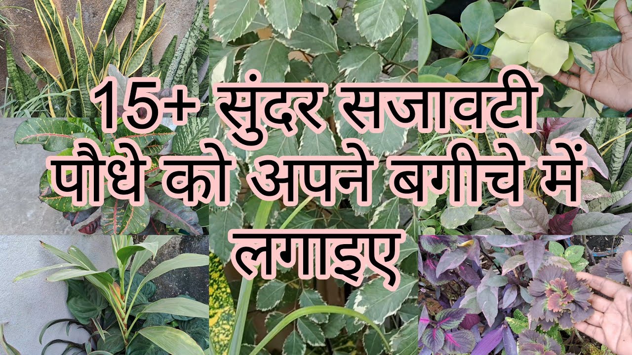 15+ अक्टूबर खत्म होने से पहले सजावटी पौधे से अपने घर आंगन सजाएं #indoorplants #hardyplant 