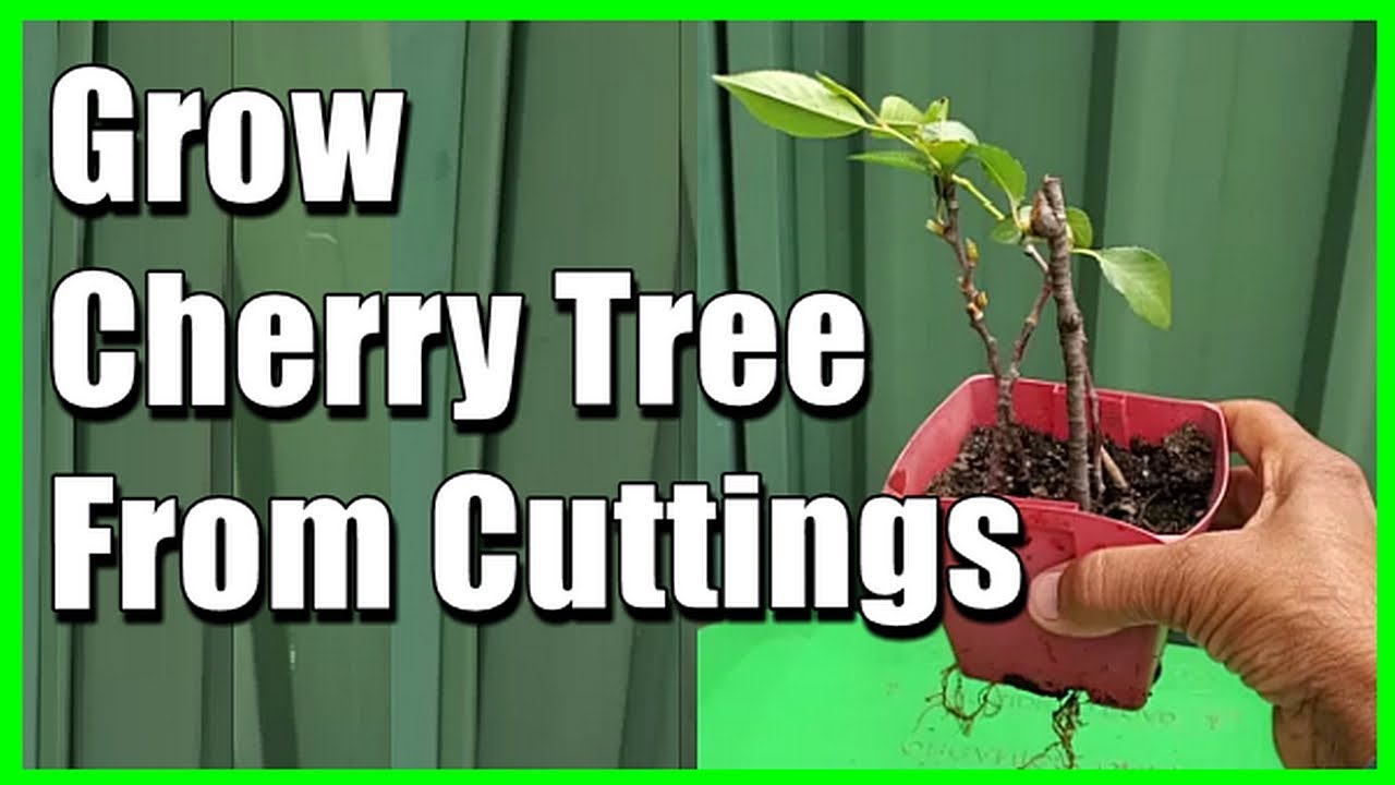 How to Propagate Cherry Tree from Cuttings | Easy Cherry Propagation at Home