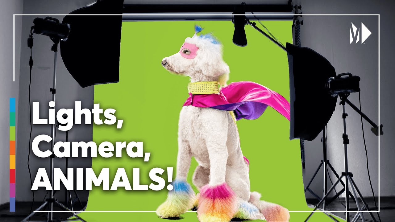 Behind The Lens Of A Professional Pet Photographer