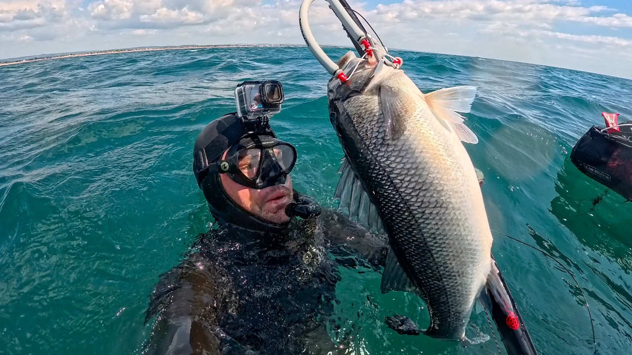 Best Spring Spearfishing season I've ever had! 2025 Highlights