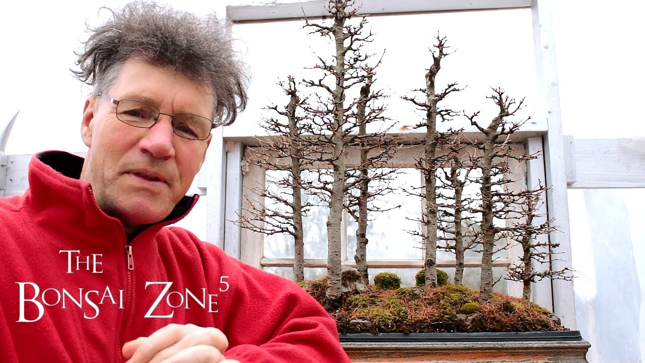 My Larch bonsai forest, Part 1, The Bonsai Zone, April_2018