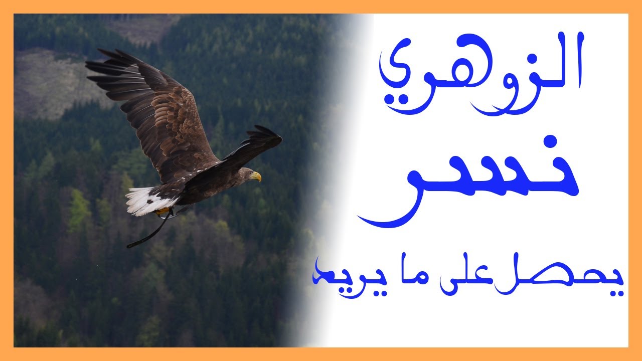 الزوهري نسر يحصل على ما يحب 😍 لا تقصص رؤياك zohriyin 2020 😍