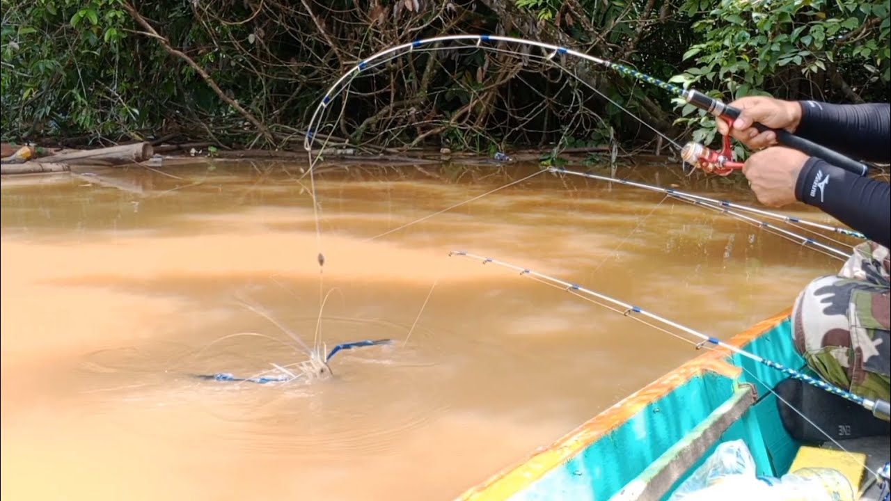 Penampakan cakar biru penghuni sungai pedalaman Kalimantan‼️mancing udang galah