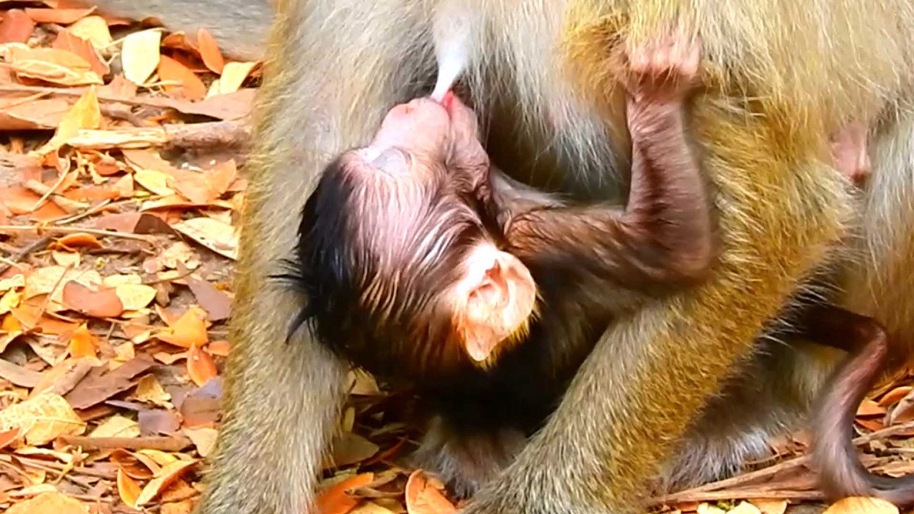 Cute and Gorgeous baby, Benji Sleeps for a Long Time While Mom Brindy Lovingly Holds Him
