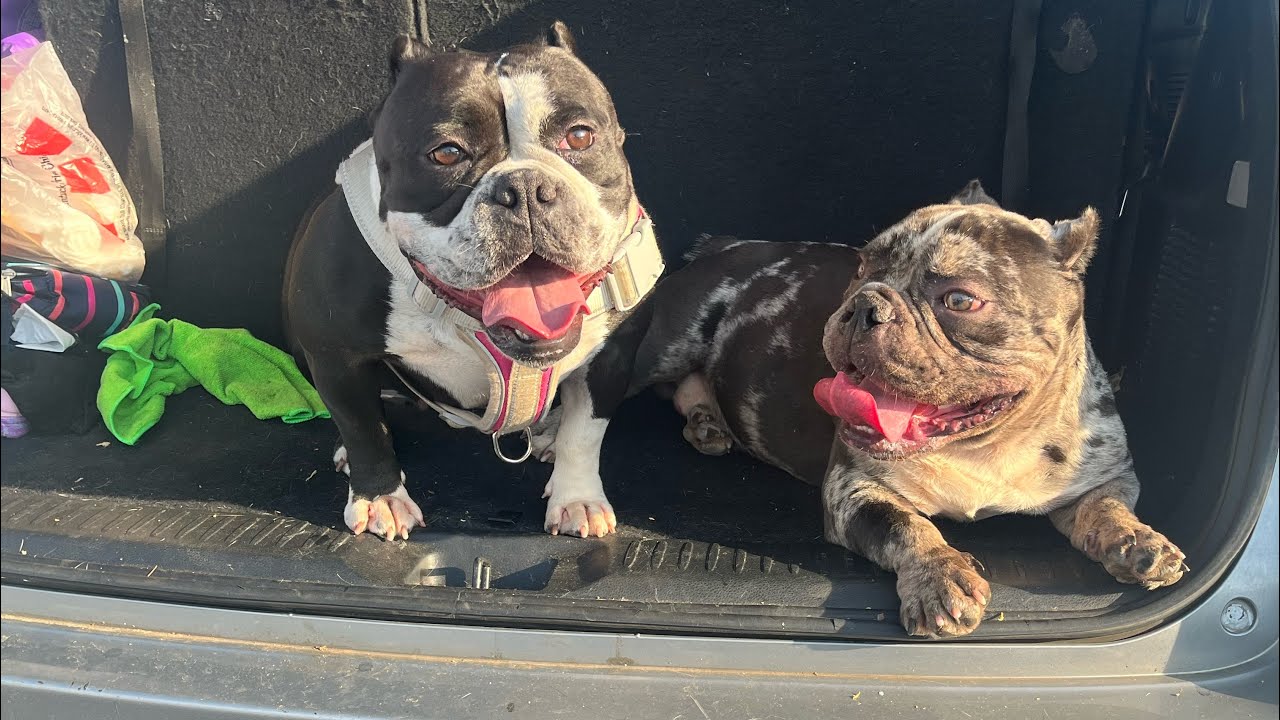 Devil Spit Male Available ‼️ Another Micro Breeding Going Down