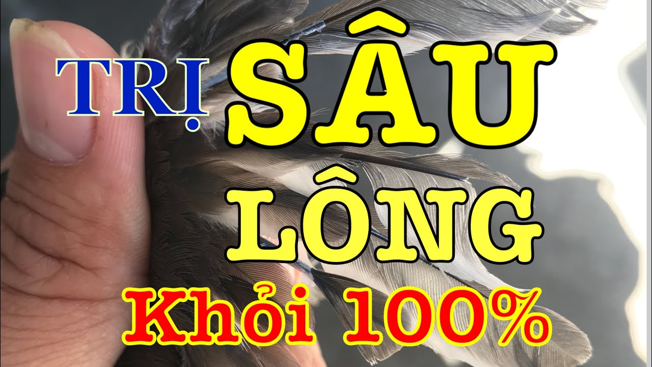 TRỊ SÂU LÔNG VÀ CẮN PHÁ LÔNG CHO CHÀO MÀO HIỆU QUẢ 100%