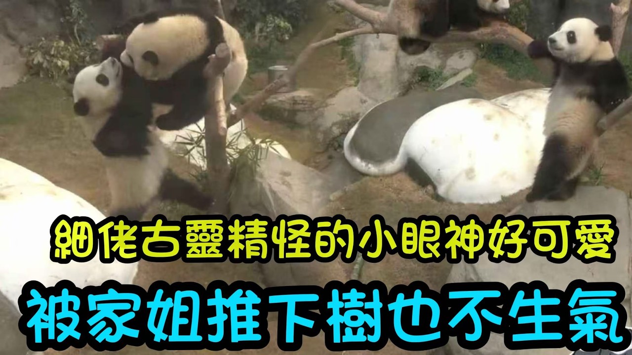 2月18日 家姐叼著球球給細佬玩，上廁所青團還沒拉出來，就翹著尾巴走了#大熊貓加加得得 #香港大熊貓
