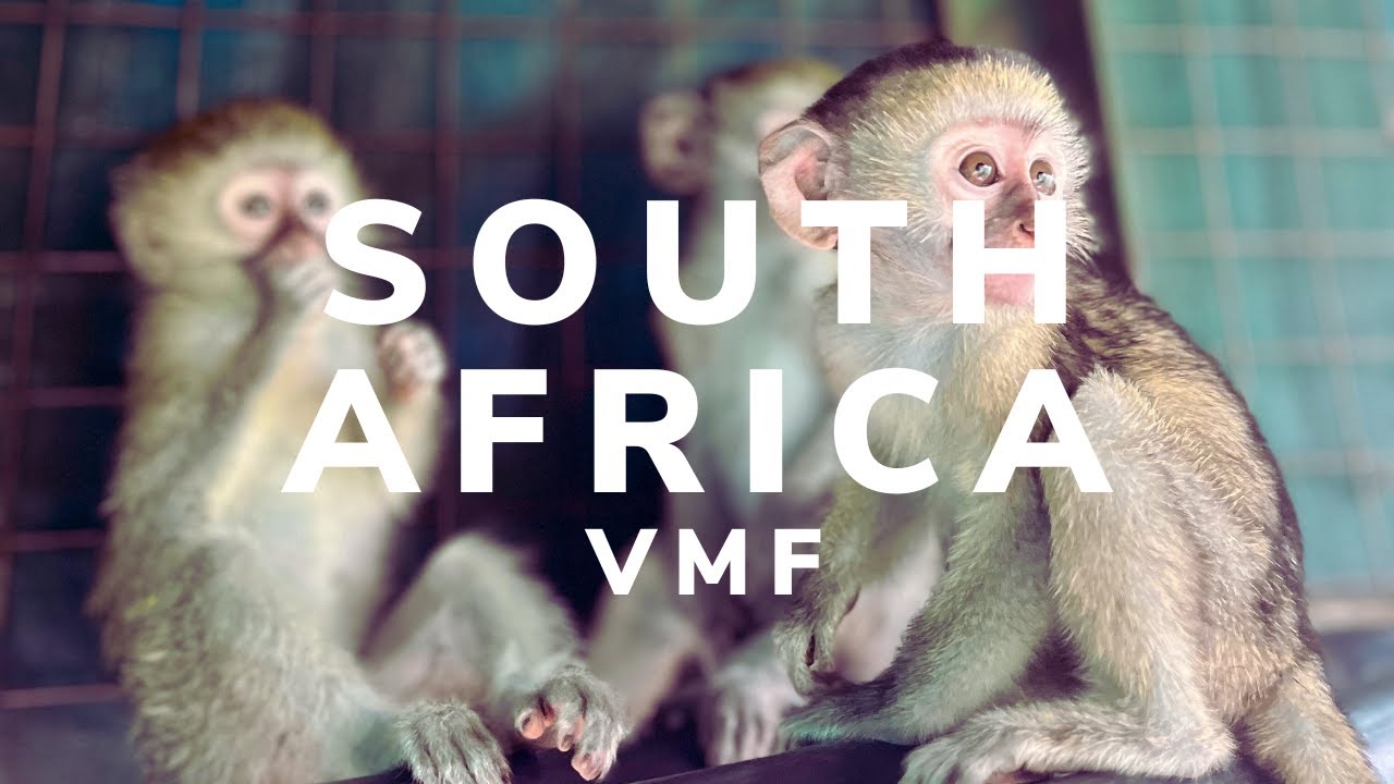 Volunteering at Vervet Monkey Foundation 🙊 🇿🇦