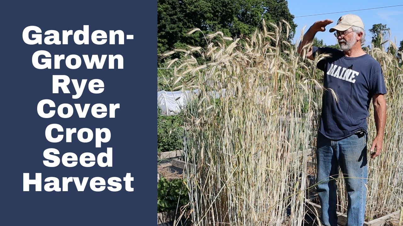 I'm Harvesting Winter Rye Seed From My Garden