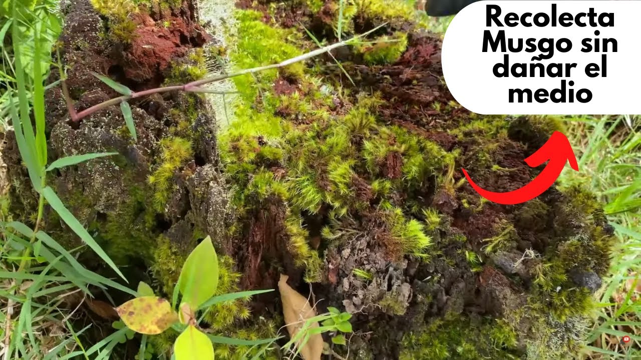 Utiliza el musgo para tus plantas correctamente