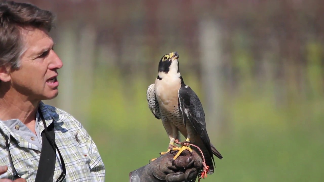 Falconry Anyones Game