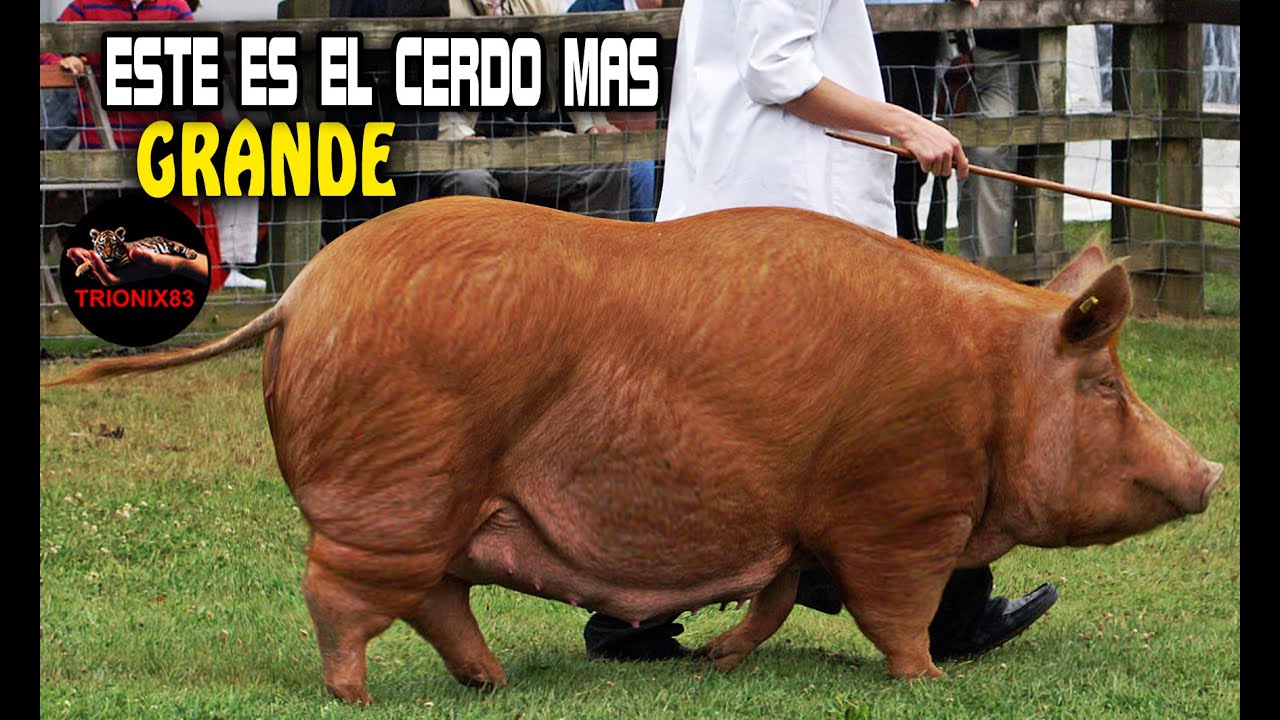 ESTE ES EL CERDO MAS GRANDE DEL MUNDO (conoce a la raza de cerdo mas grande)