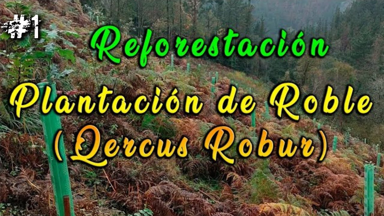REFORESTACIÓN - PLANTACIÓN de ROBLE (Quercus Robur) FUTURO BOSQUE ATLÁNTICO || Evolución Forestal