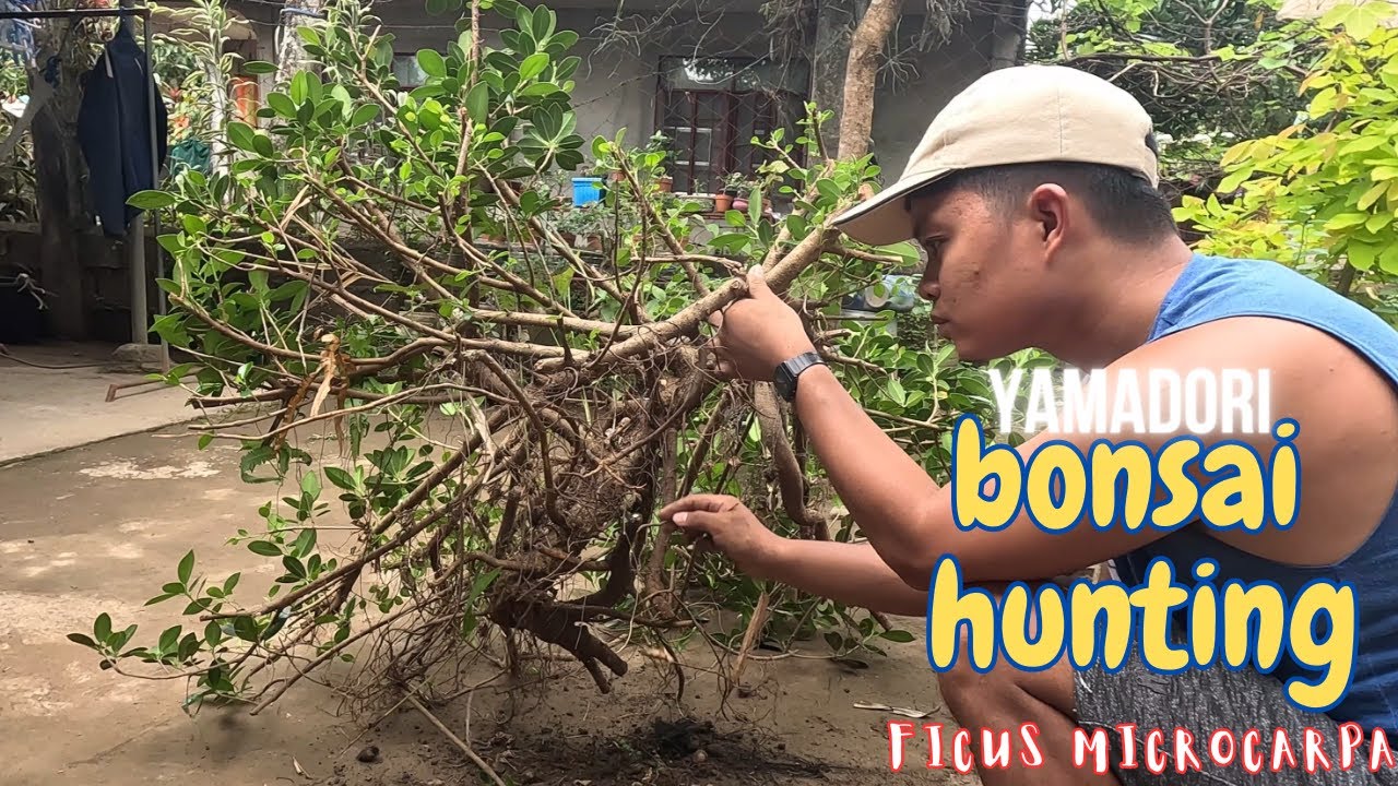Part 1. Yamadori (Bonsai) hunting/Ficus Microcarpa/Maraming bonsai materials sa iisang puno.