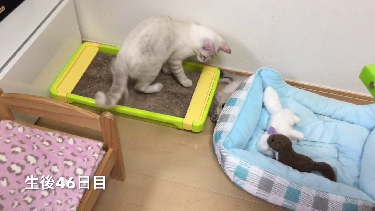 捨てられていた子猫の保護記録12(生後43〜46日目)・Abandoned Kittens