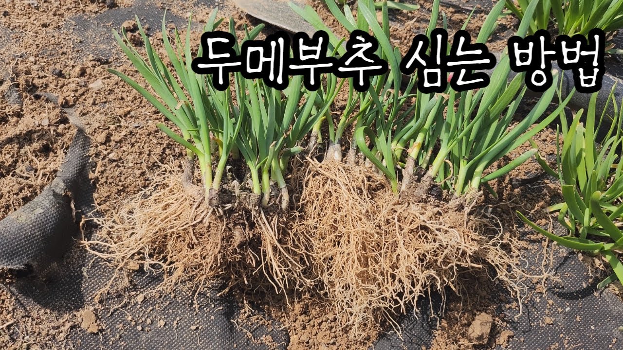두메부추 저는 이렇게 심어요~