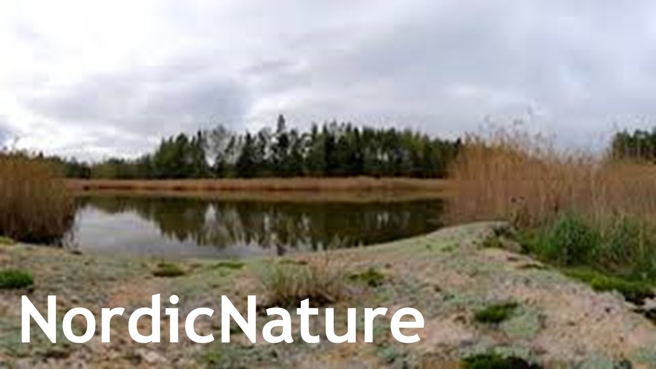 Small, calm lake 360, autumn feelings, Nordic nature.