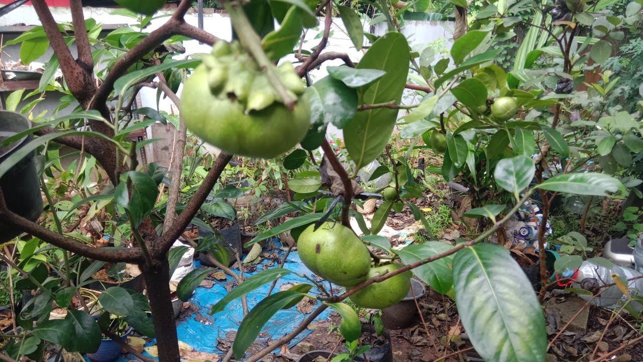 Pohon Black Sapote Full Buah #kebunzuhdhan #blacksapote 