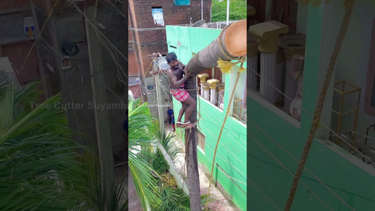 8610339350 tree cutter suyambu | Nagercoil tree cutting video
