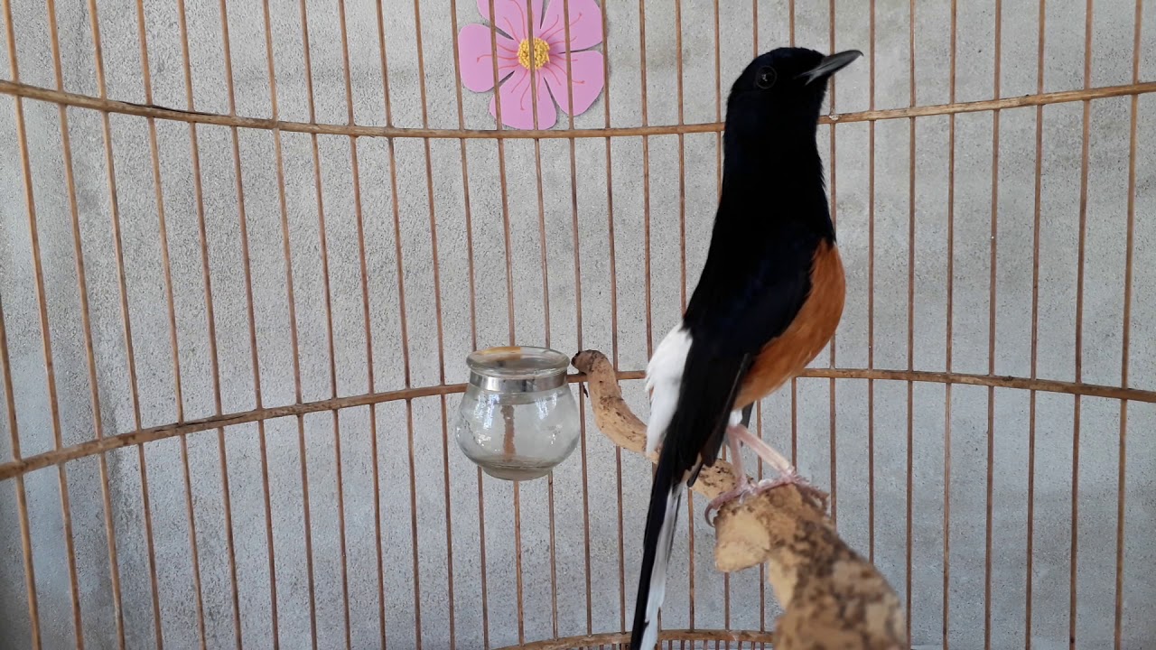 Chòe lửa hót nhiều giọng liên tục 30 phút ❣white rumped shama - murai batu❣บินหลาดง