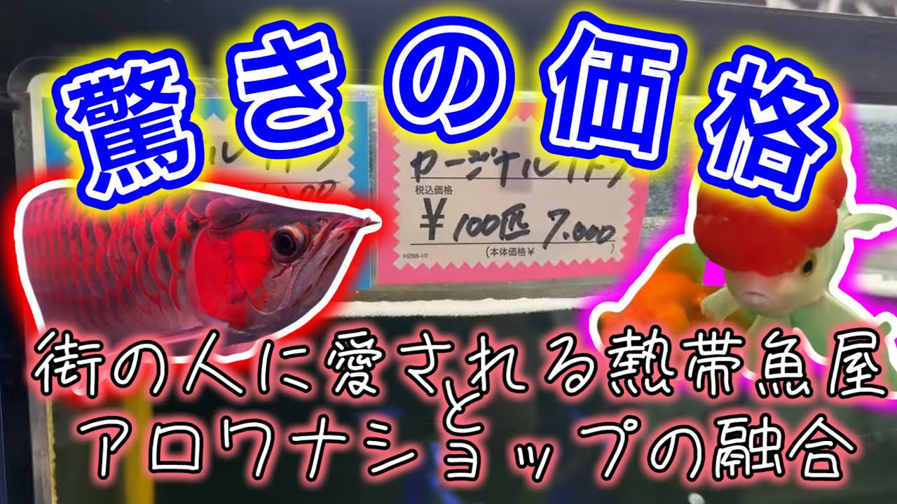 カージナル100匹がこの値段⁉︎行徳駅にある1983年創業の熱帯魚屋がアロワナショップと融合
