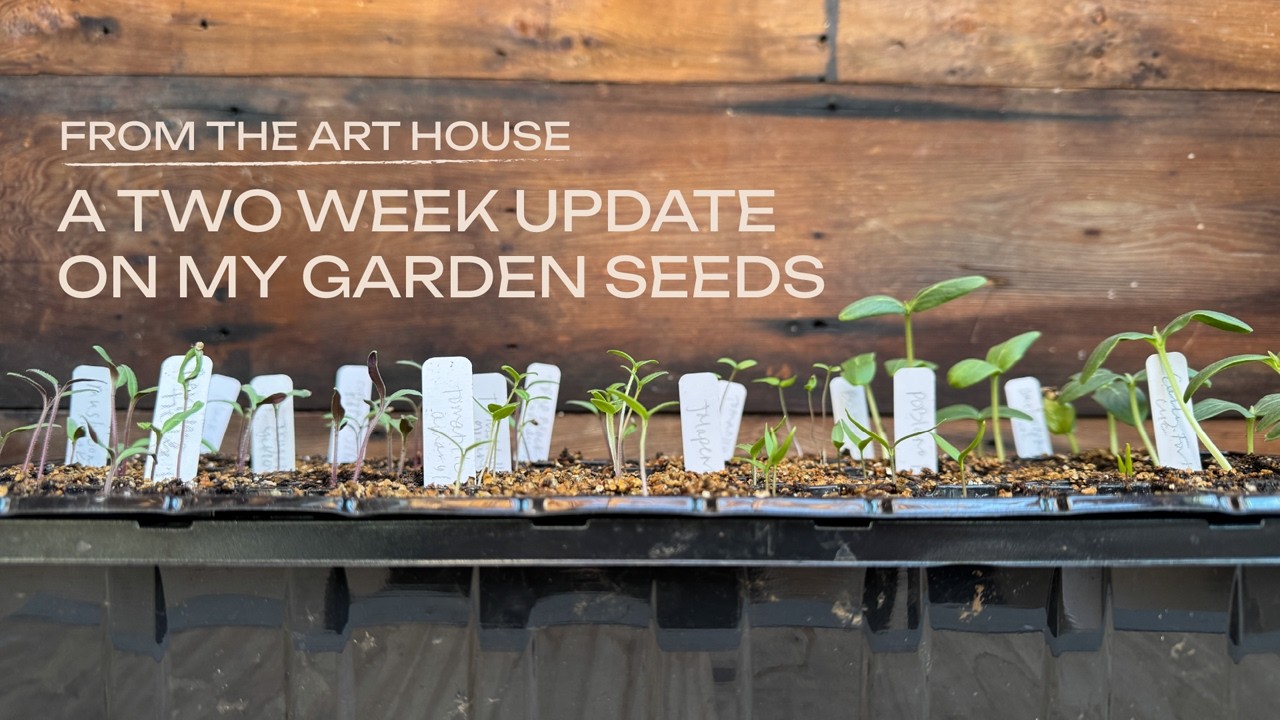 an update on my garden seedlings