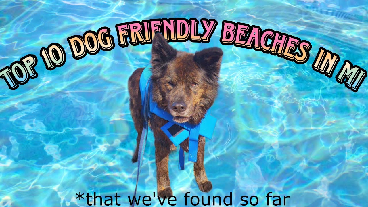 Top 10 Dog Beaches in MI