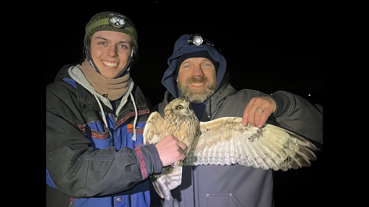 Where the Owls Go: Methods and Insights from Short-eared Owl Research in Maryland