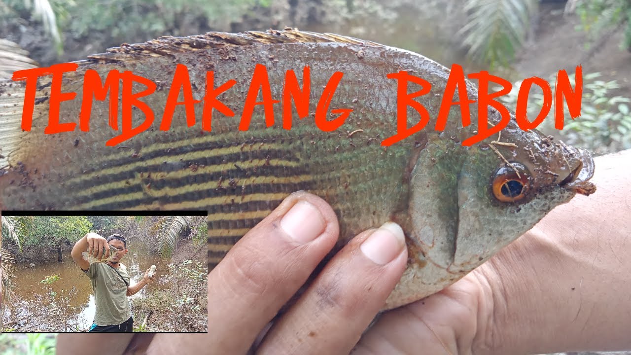 STRIKE TEMBAKANG ATAU BIAWAN BABON..!!