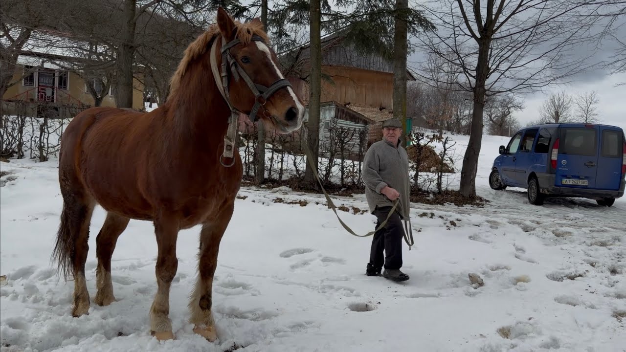 📢🐴Гарний кінь Орлик на продаж💵 с. Рунгури📍