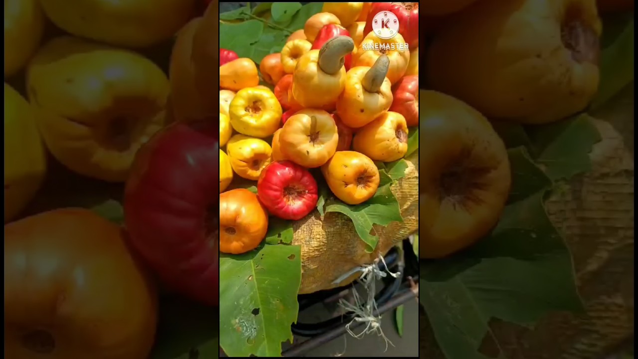 jeedi mamidi pandu#cashew fruit