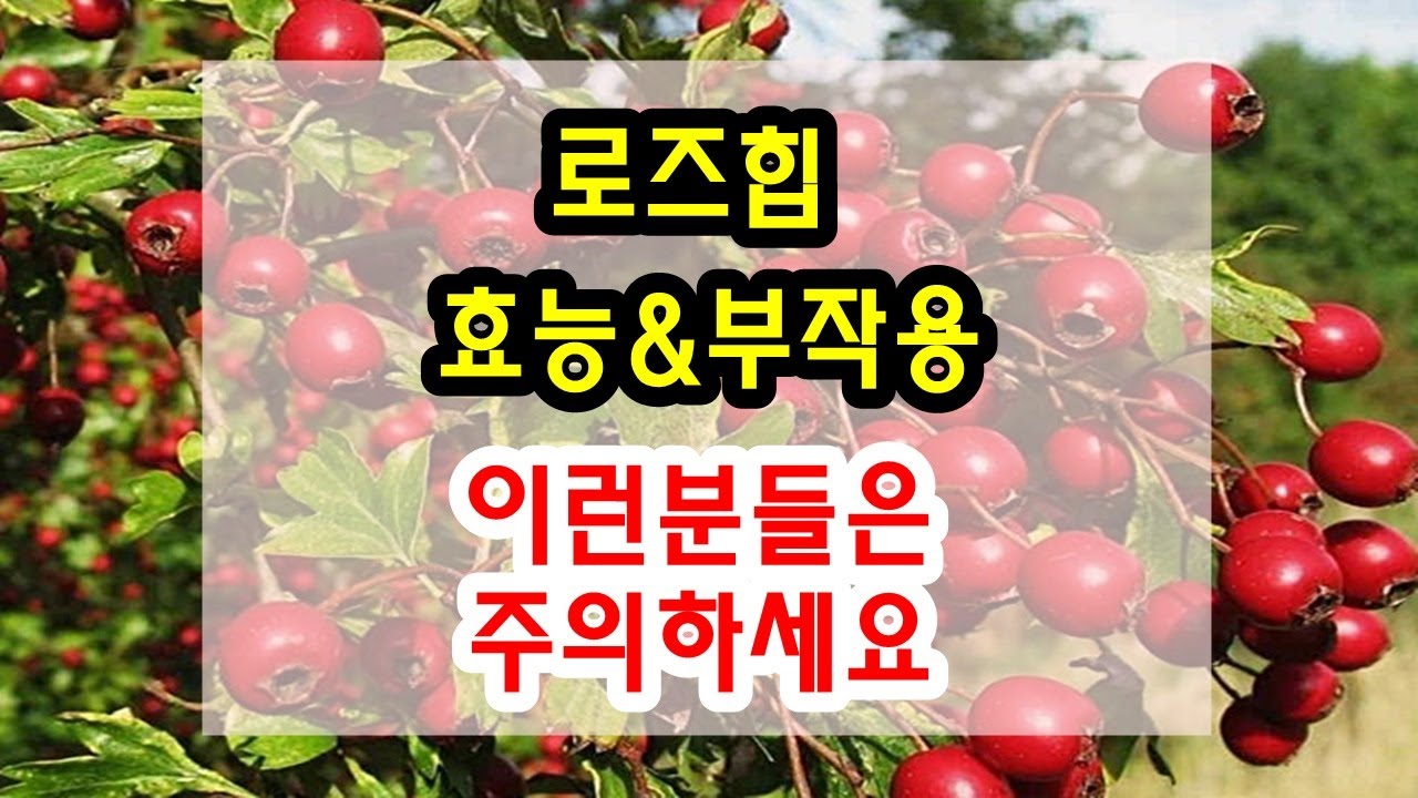 로즈힙 효능과 부작용 잘 알고 드셔야해요~