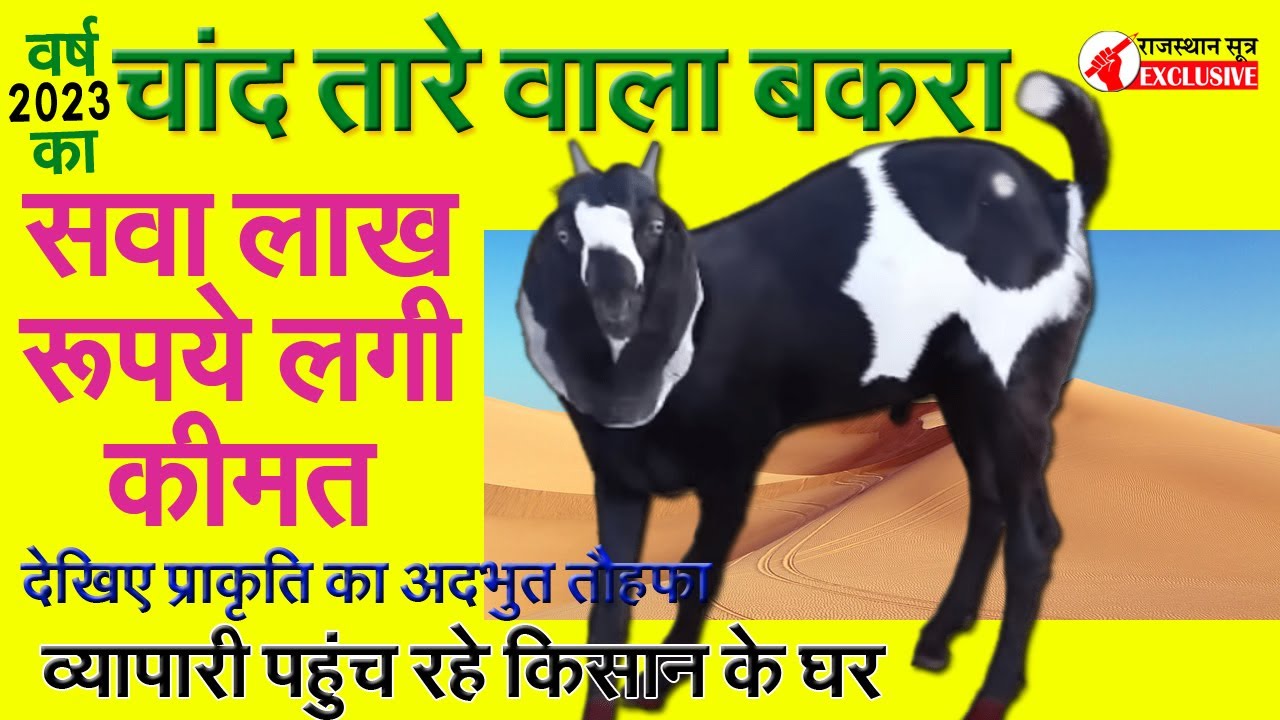 चांद सितारे वाला बकरा, कीमत जानकर रह जाओगे हैरान || Rajasthan Sutra