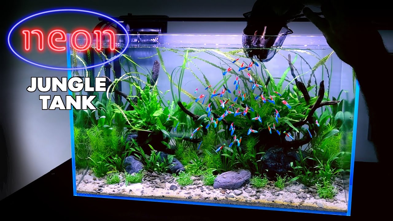 Aquascape Tutorial: NEON TETRA Jungle Aquarium (How To: Non co2 Planted Tank Step by Step Guide)