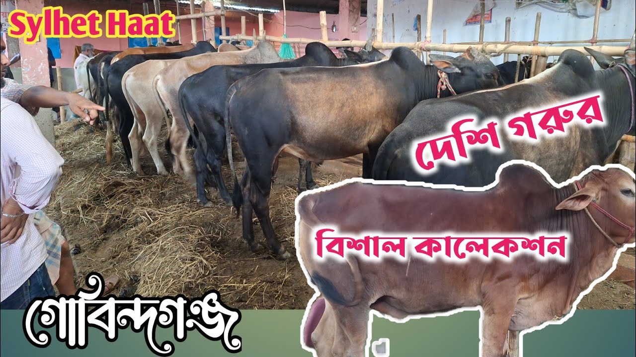 গোবিন্দগঞ্জ গরুর হাট: দেশি গরু-ছাগল এর দাম কতো। Sylhet Gorur Haat 2025