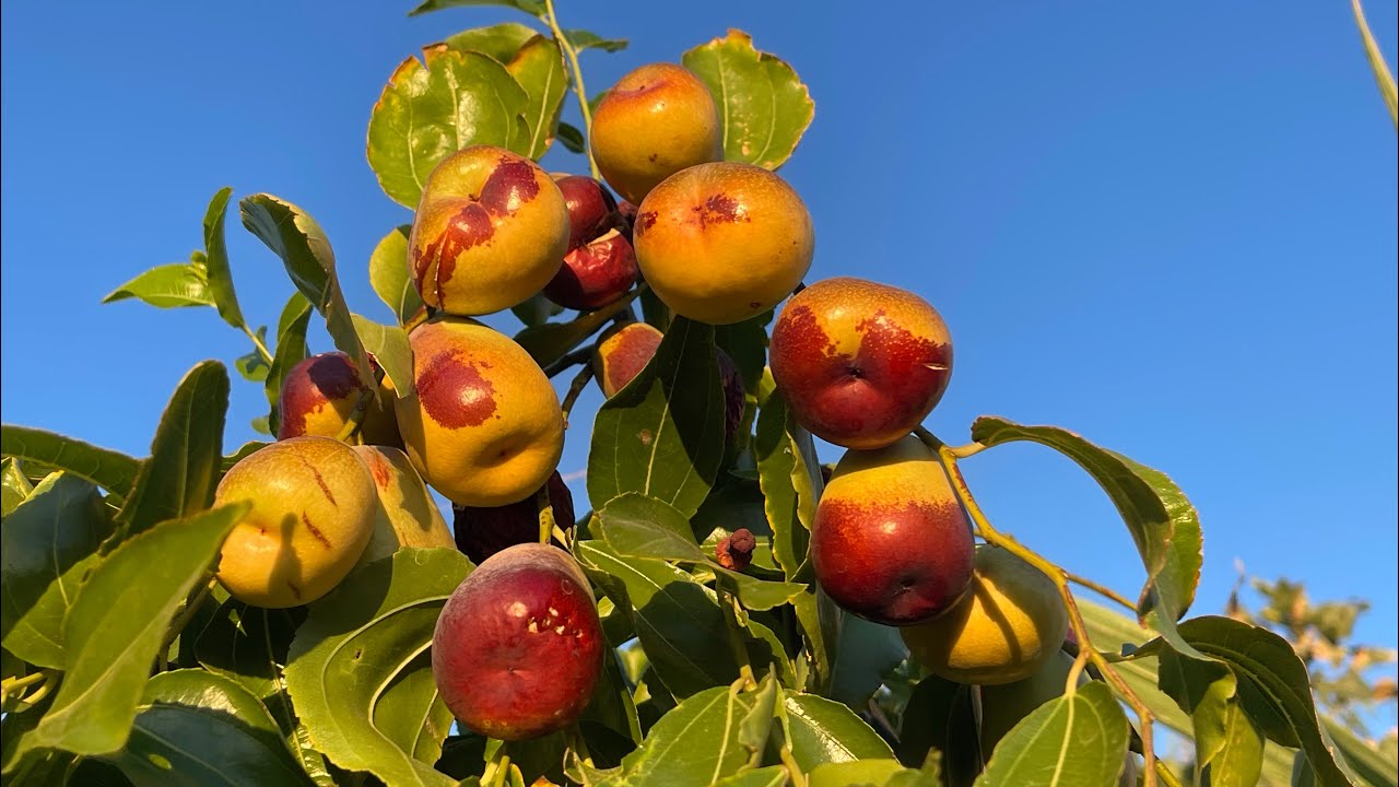 Growing & Harvesting Jujube in Las Vegas