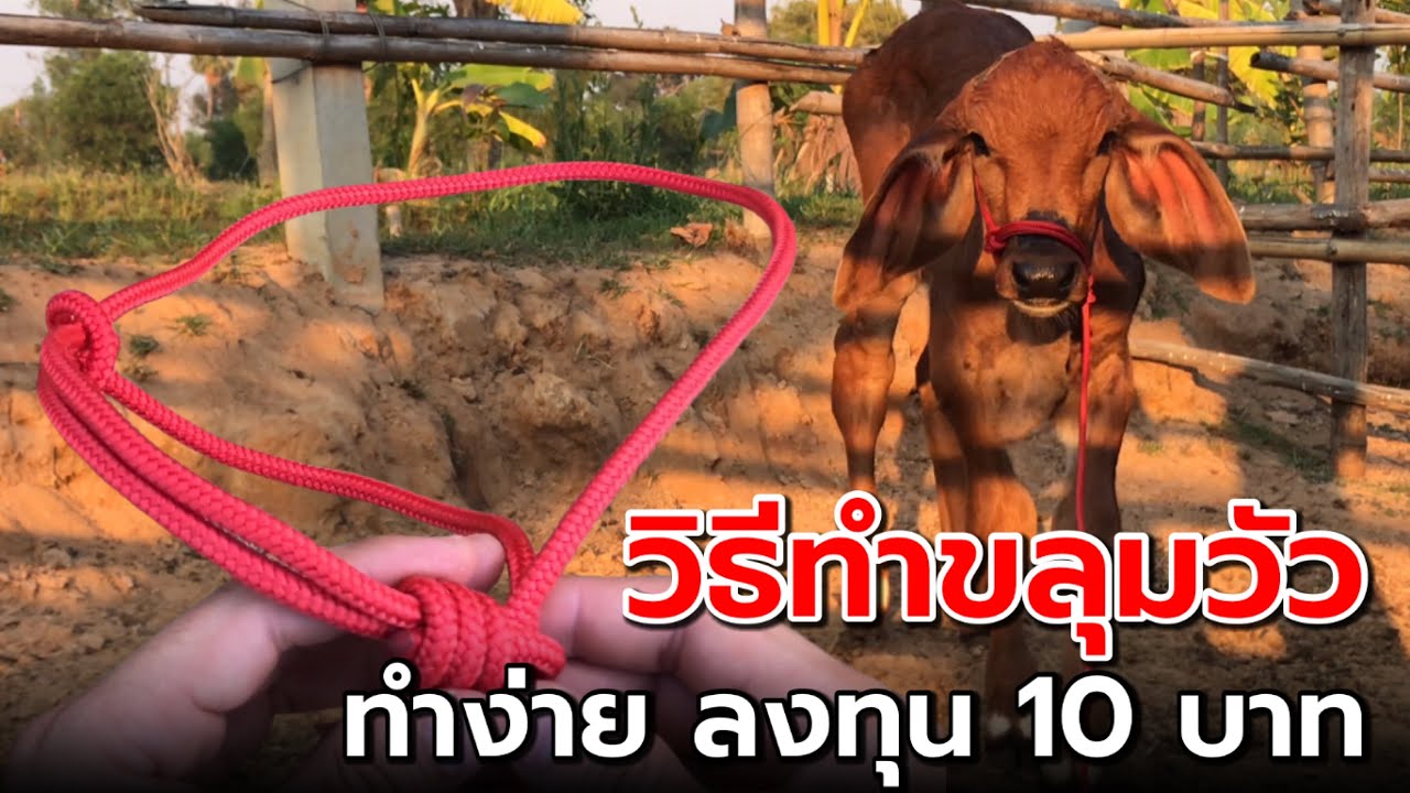 วิธีทำขลุมวัว ใช้เองได้ง่ายๆ ด้วยงบ 10 บาท ‼️
