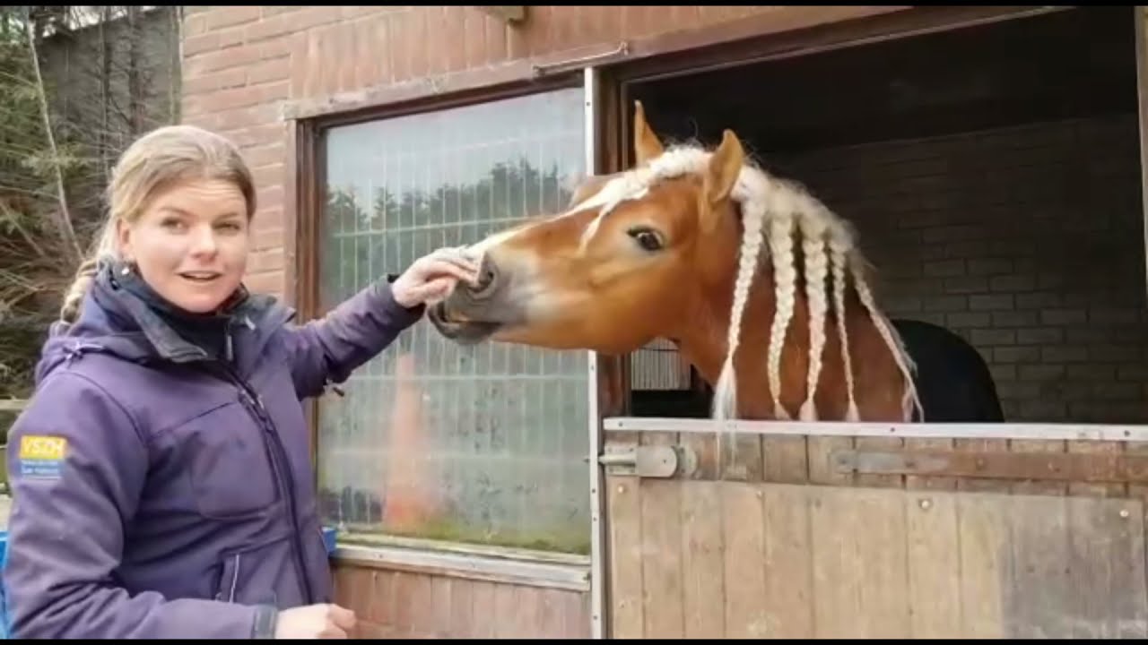 Stal tour + paarden voorstellen! Vlog #5