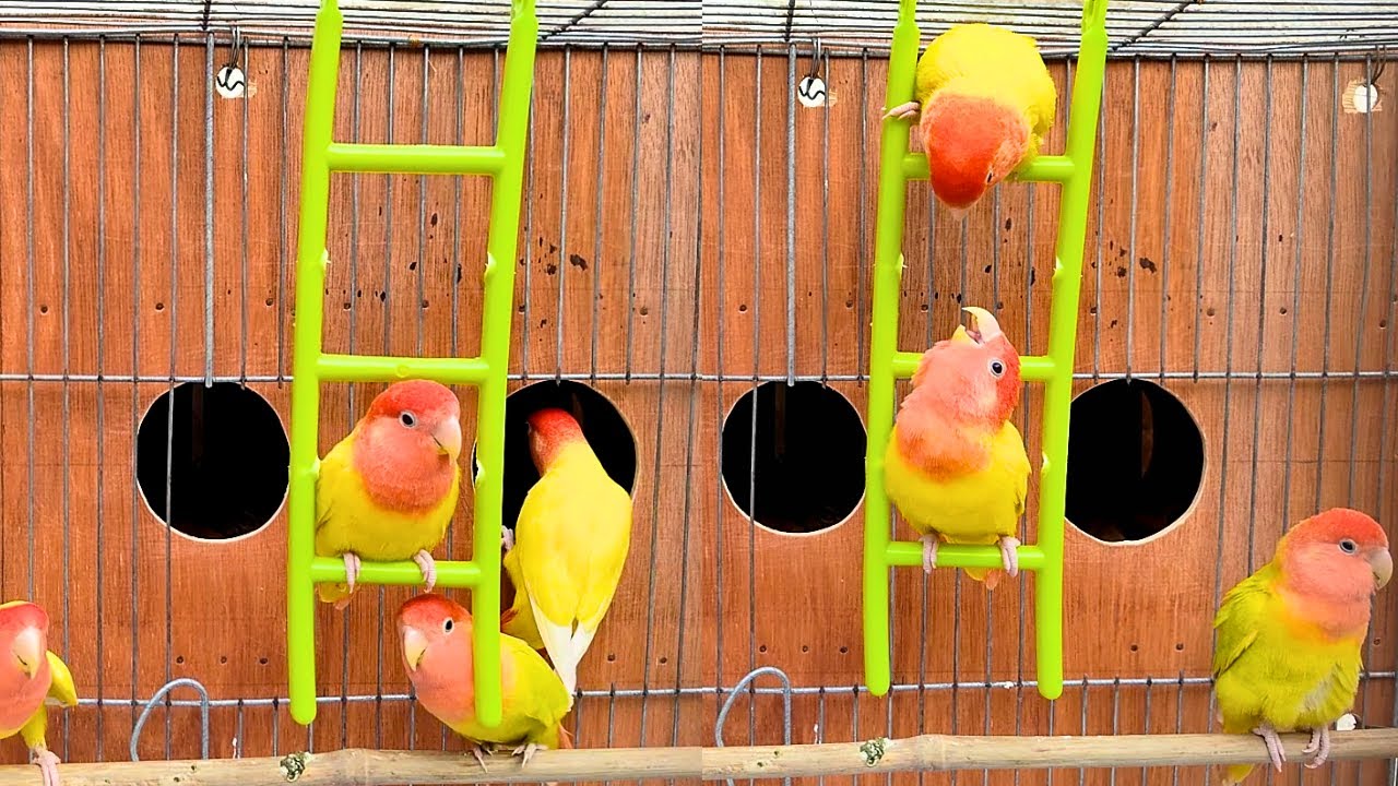 Lovebirds agapornis sounds #2