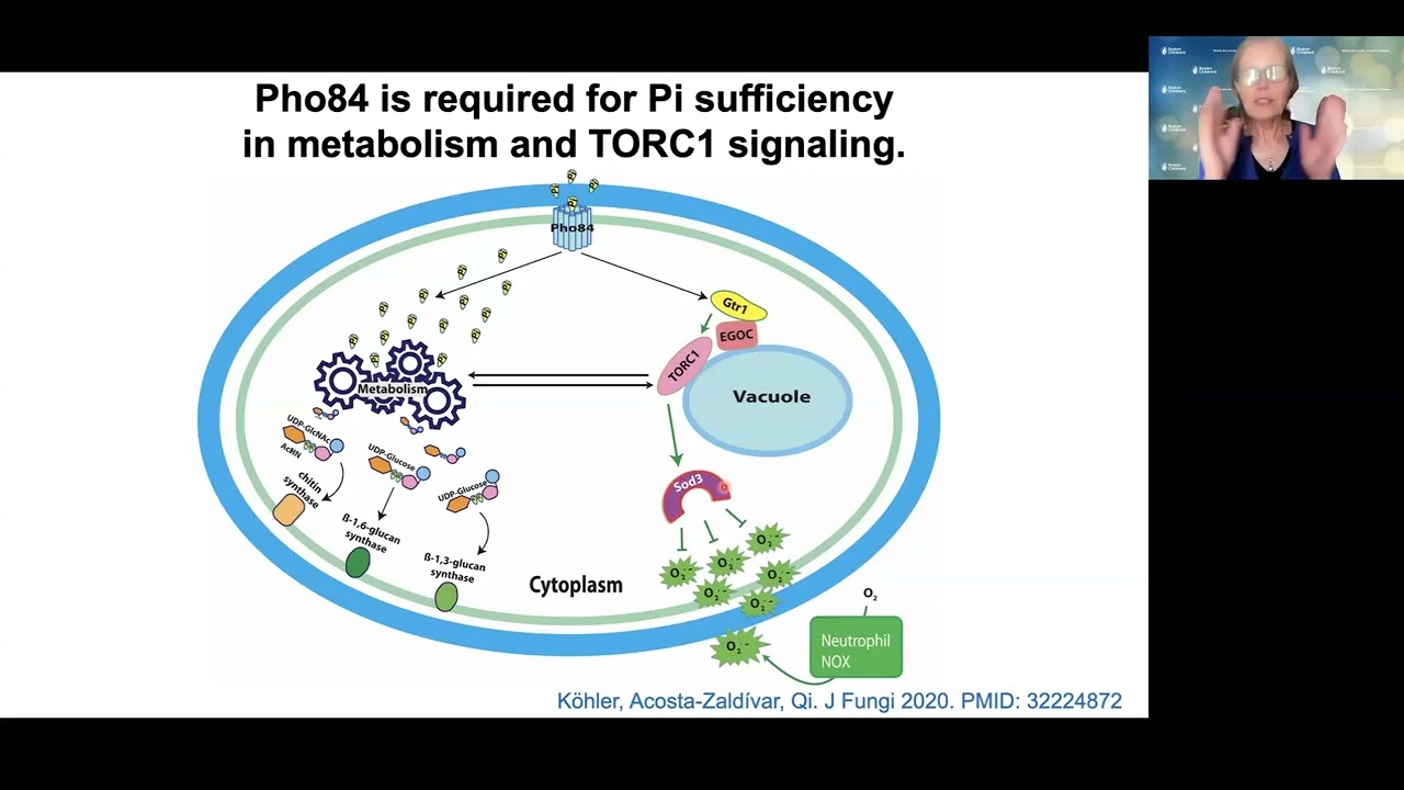 EvoFunPath Webinar Series - Dr. Julia Köhler