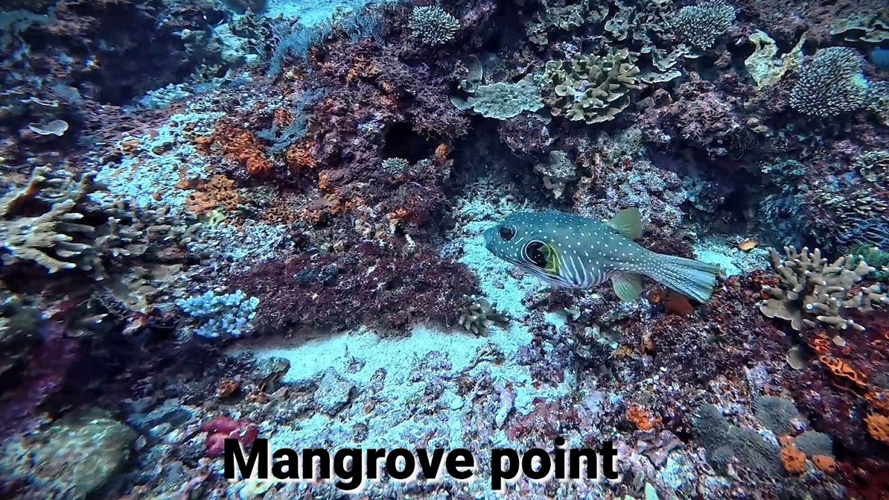 Mangrove point - Nusa Lembongan