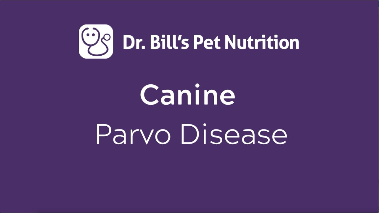 Canine Parvo Disease | Dr. Bill's Pet Nutrition