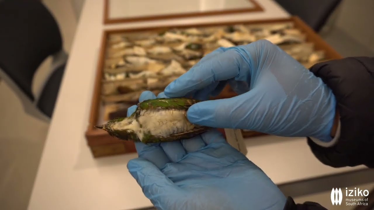 Go behind-the-scenes of Iziko's Ornithology Collection!