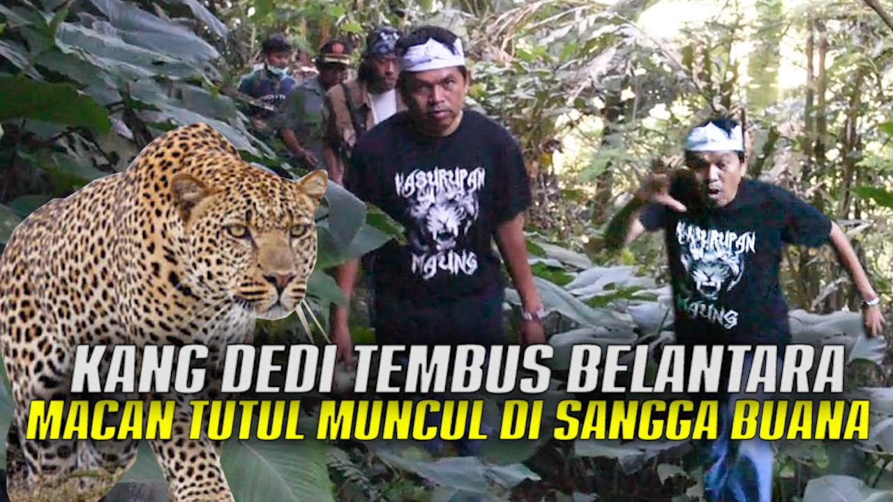 SUSURI ANGKERNYA SANGGA BUANA | MACAN TUTUL MENAMPAKAN DIRI DI LAYAR KAMERA