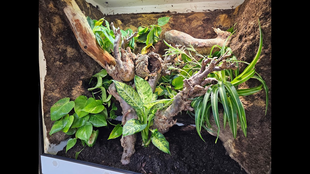 Tolle Terrarien Rückwand selber bauen 🔨🛠️🌿🦎