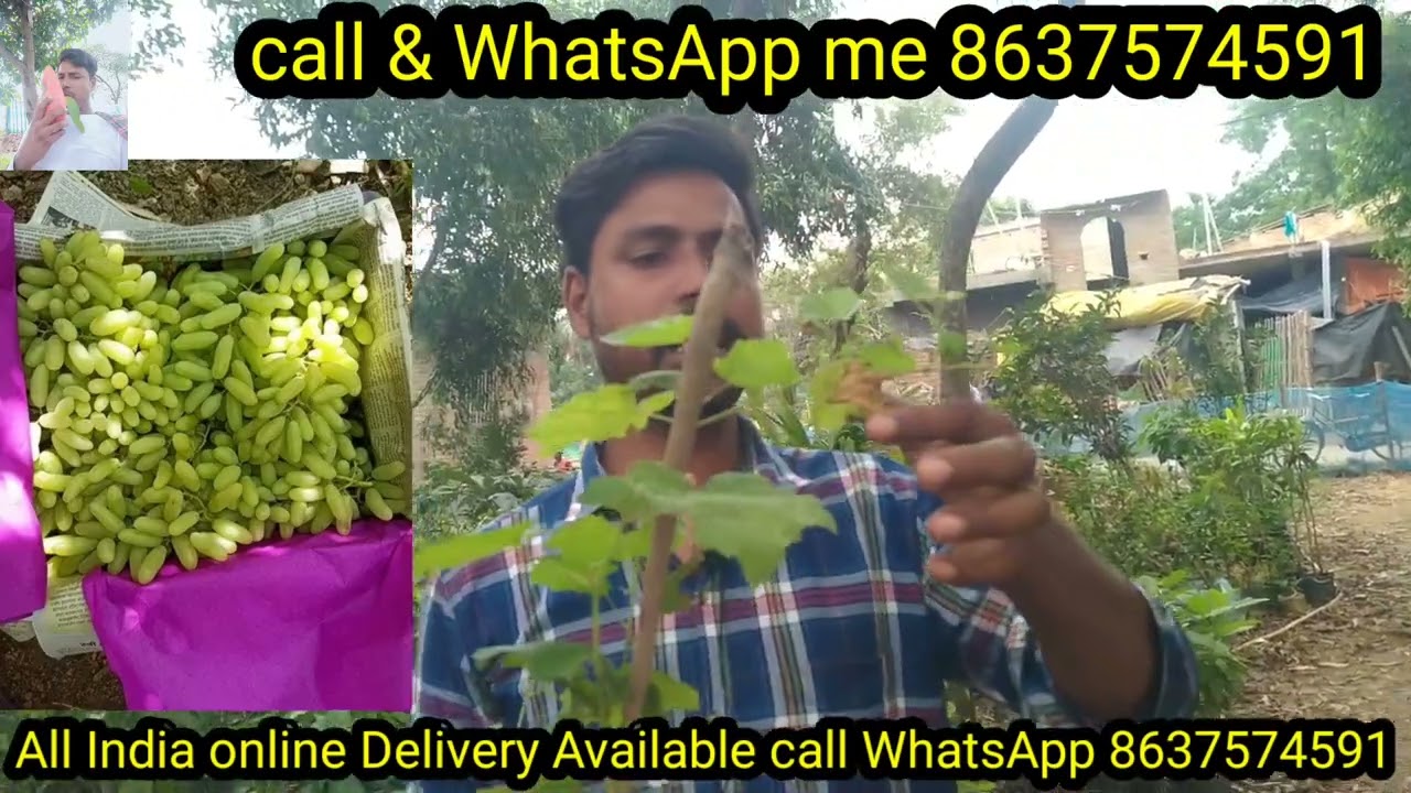 how to All teim long grapes SSN long grapes plant myzamzamnurseryAllIndia online Delivery Available