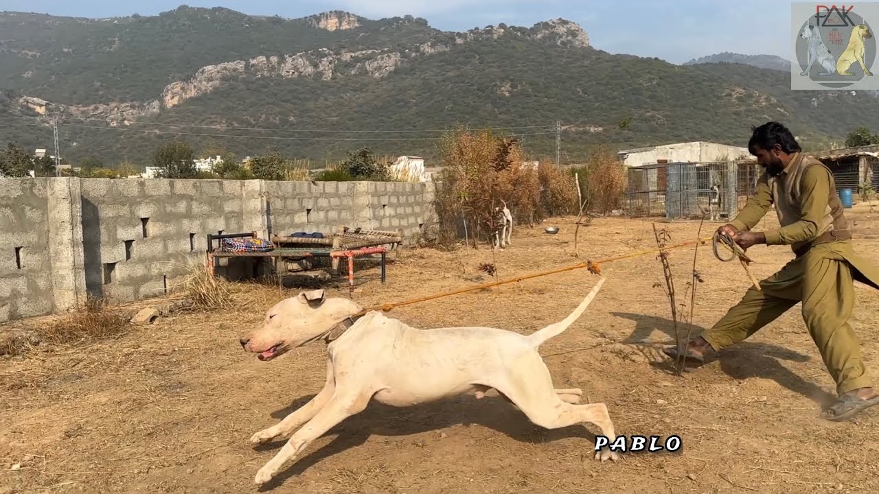 PAKISTANI BULLY KUTTA 