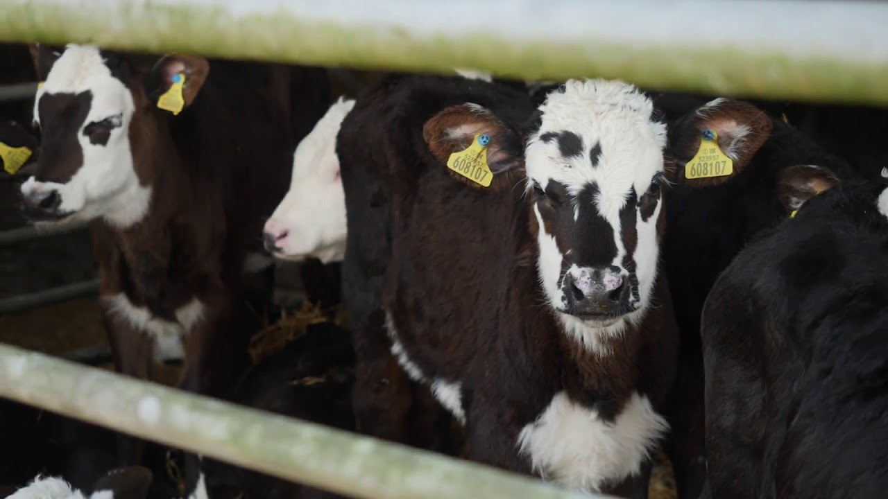 McGregor Polytunnels manufacture a Livestock Pop Up Tunnel for farm in Hampshire
