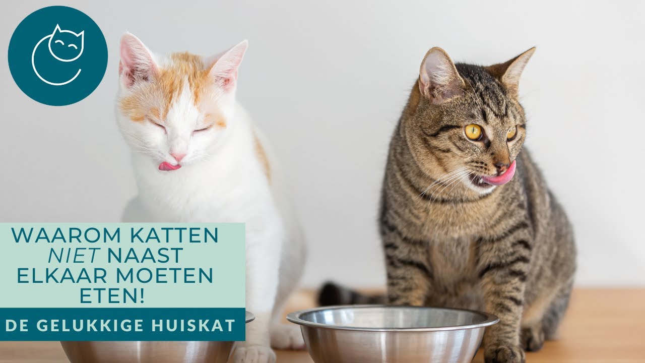 WAAROM KATTEN NIET NAAST ELKAAR MOETEN ETEN! - De gelukkige huiskat | Kattengedrag 1