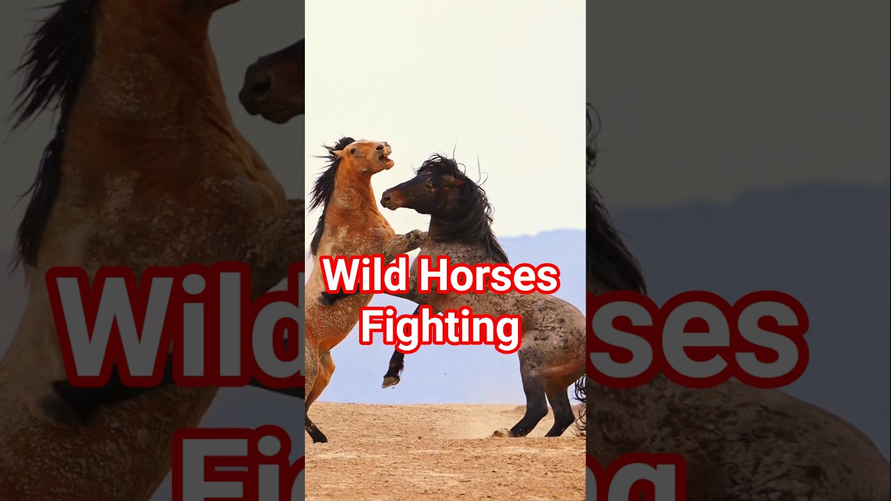 Epic Horse Battle